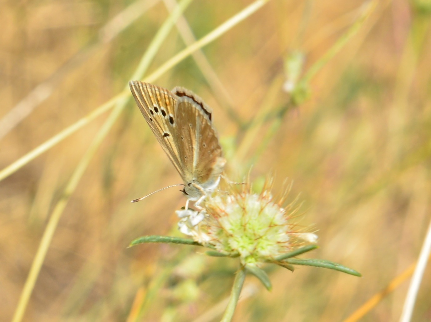 Lycaenidae da determinare